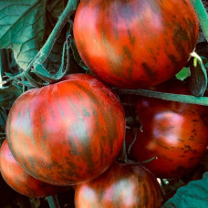 Насіння томата «Зебра чорна»