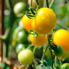 Насіння томата «Жираф»