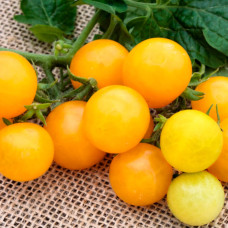 Насіння томата «Золоте гроно»