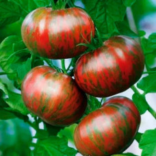 Насіння середньораннього томата «Амурський тигр» 0,1 г