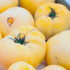 Насіння середньораннього томата «Білий пломбір» 0,1 г