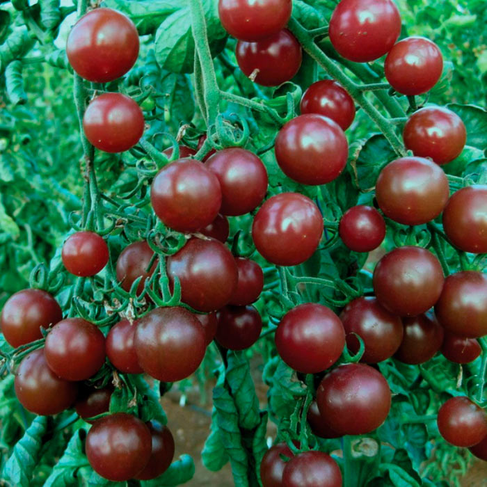 Насіння ранньостиглого томата «Блек черрі» 20 шт