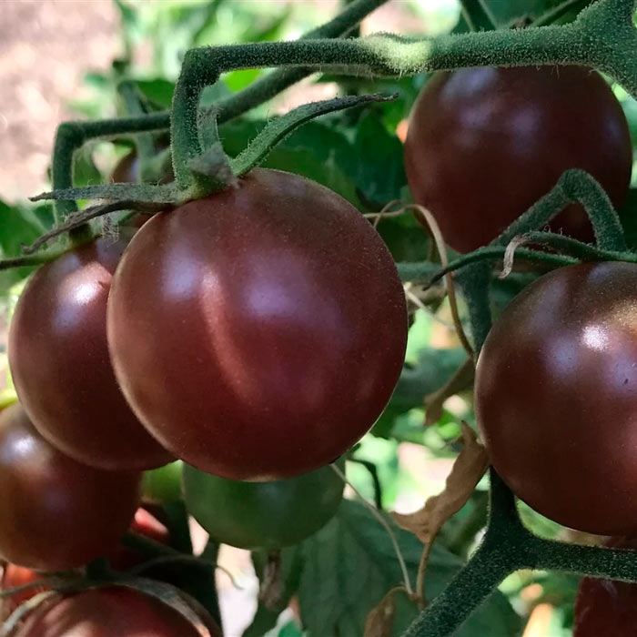 Насіння ранньостиглого томата «Блек черрі» 20 шт