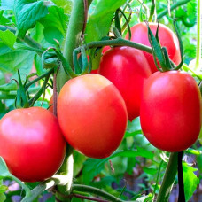 Насіння середньопізнього томата «Де-Барао Царський» 0,1 г