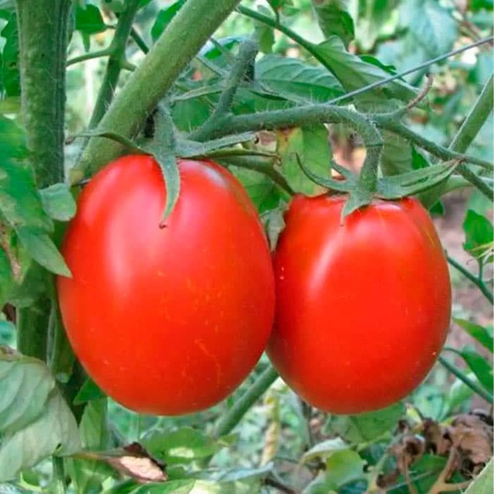 Насіння середньопізнього томата «Де-Барао Царський» 0,1 г