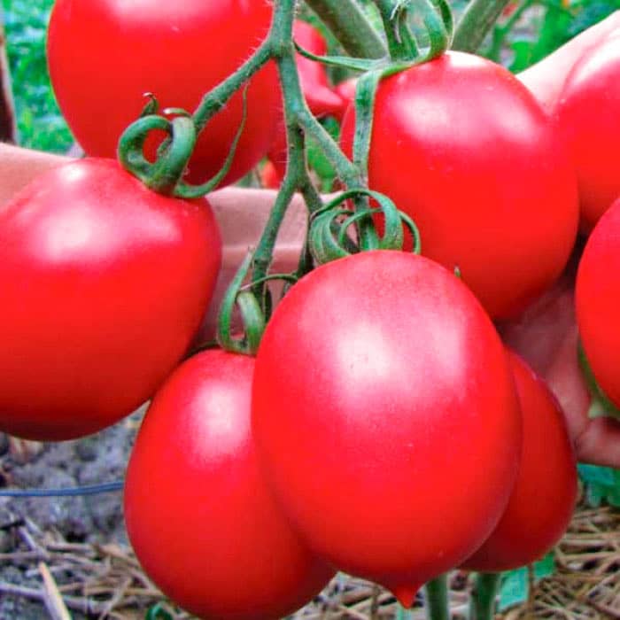 Насіння середньопізнього томата «Де-Барао Царський» 0,1 г