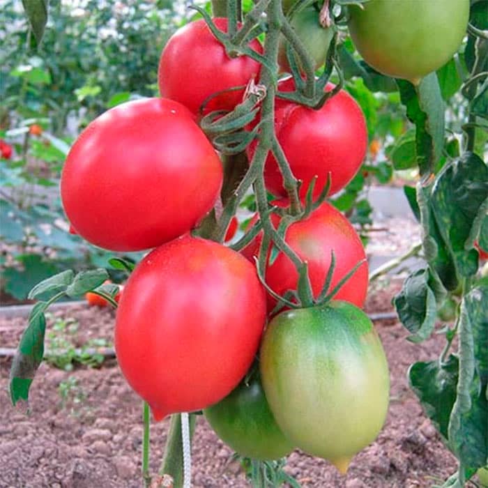 Насіння середньопізнього томата «Де-Барао Царський» 0,1 г