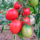 Насіння середньопізнього томата «Де-Барао Царський» 0,1 г