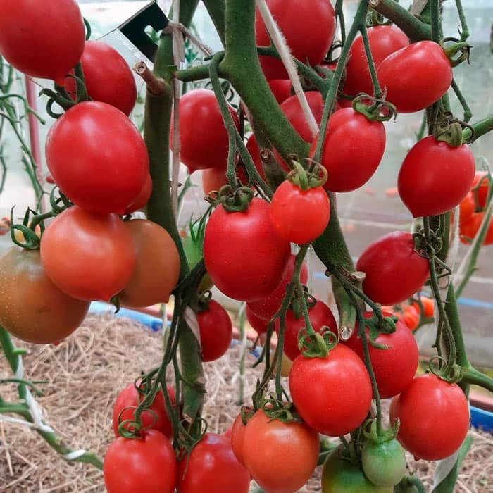 Насіння середньопізнього томата «Де-Барао Царський» 0,1 г