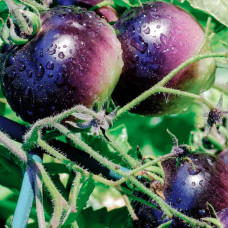 Насіння середньостиглого томата «Фіолетовий» 0,1 г