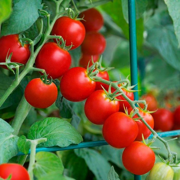 Насіння ранньостиглого томата «Форте Маре F1» 0,1 г