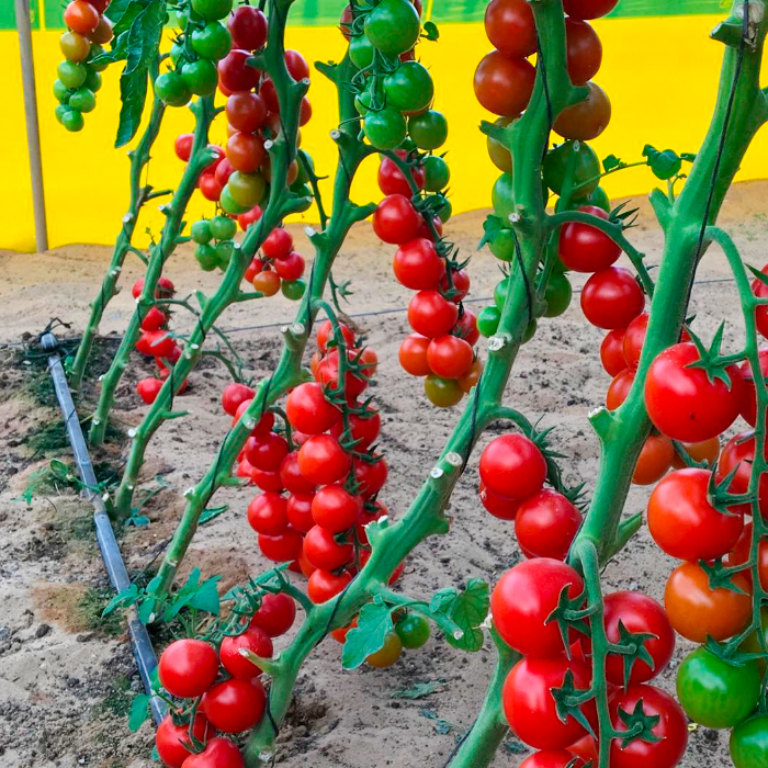 Насіння ранньостиглого томата «Форте Маре F1» 0,1 г