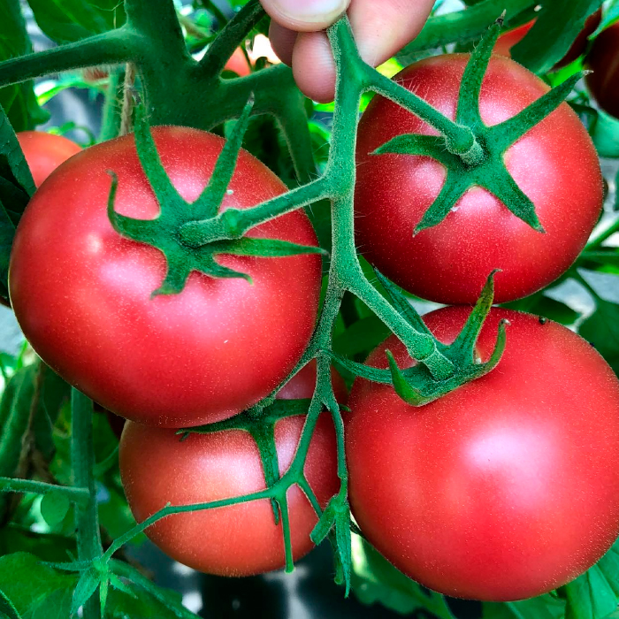 Насіння ранньостиглого томата «Форте Маре F1» 0,1 г