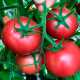 Насіння ранньостиглого томата «Форте Маре F1» 0,1 г