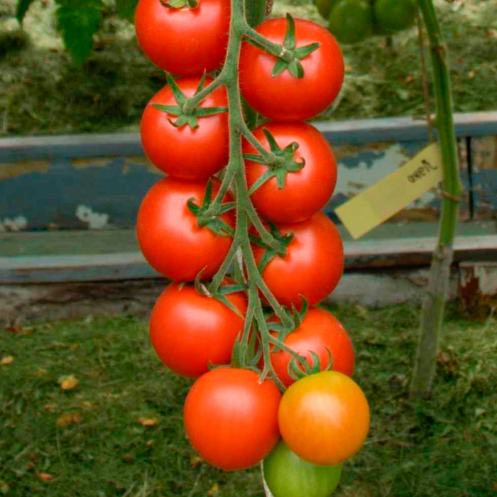 Насіння ранньостиглого томата «Форте Маре F1» 0,1 г