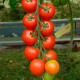 Насіння ранньостиглого томата «Форте Маре F1» 0,1 г