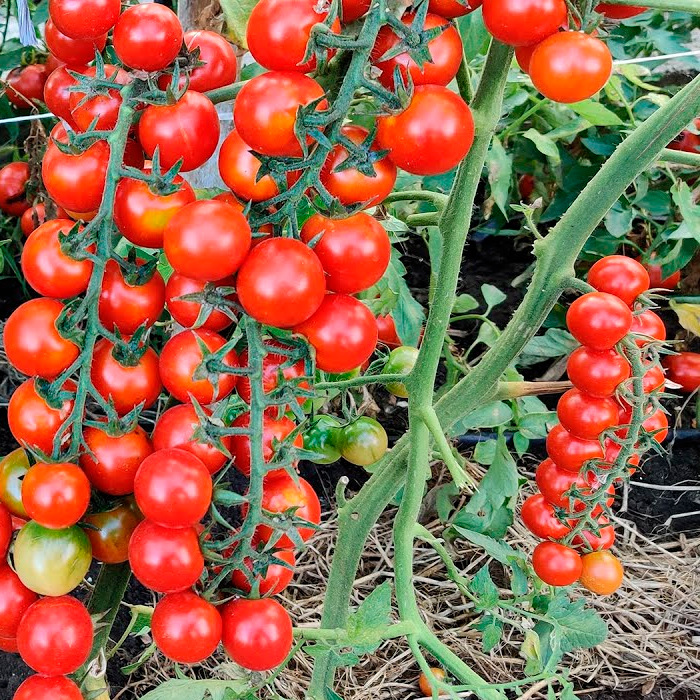 Насіння ранньостиглого томата «Форте Маре F1» 0,1 г