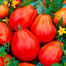 ​​​​​​​Насіння томата «Груша червона»