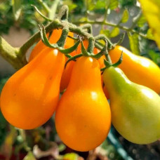 Насіння середньостиглого томата «Груша жовта» 0,15 г