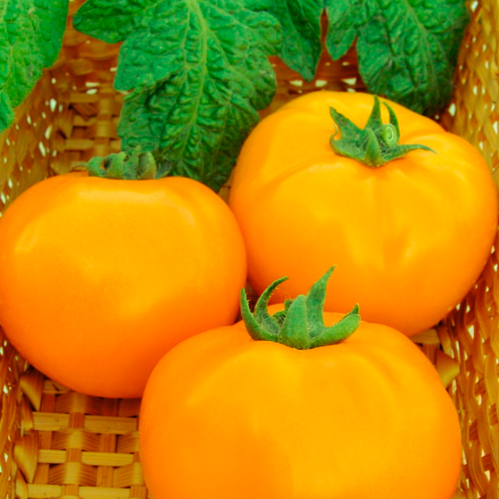 Насіння середньостиглого томата «Хурма» 0,1 г