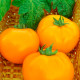 Насіння середньостиглого томата «Хурма» 0,1 г