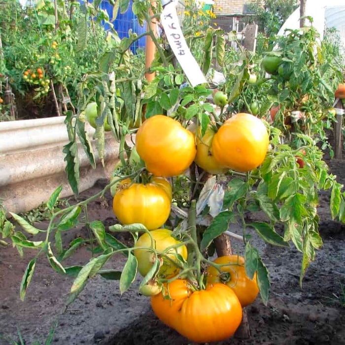 Насіння середньостиглого томата «Хурма» 0,1 г