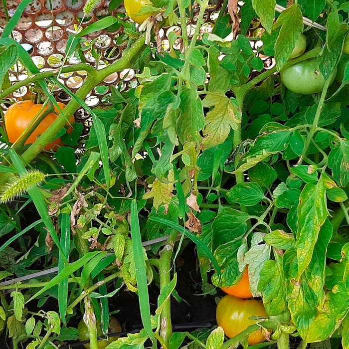 Насіння середньостиглого томата «Хурма» 0,1 г