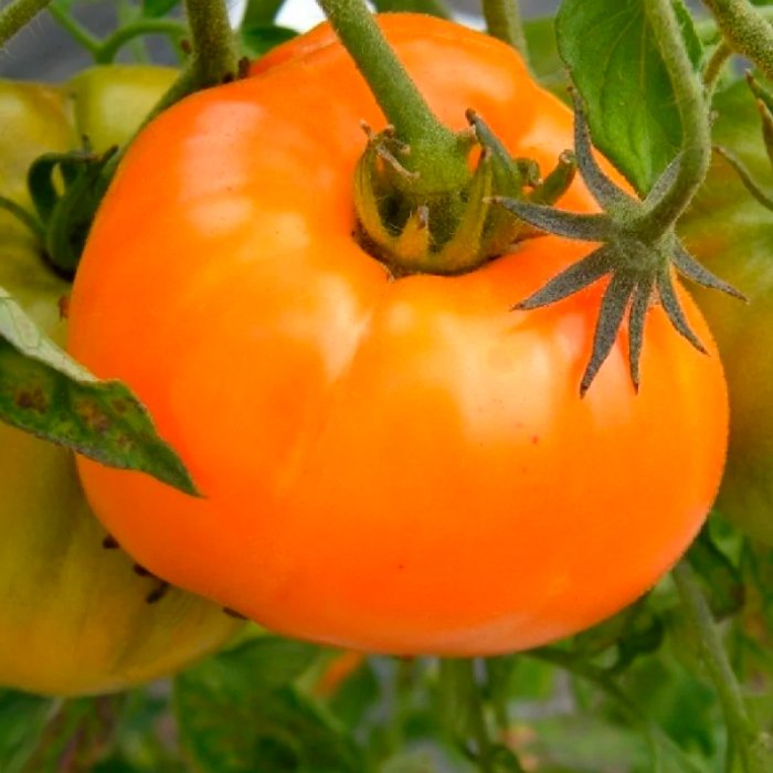 Насіння середньостиглого томата «Хурма» 0,1 г