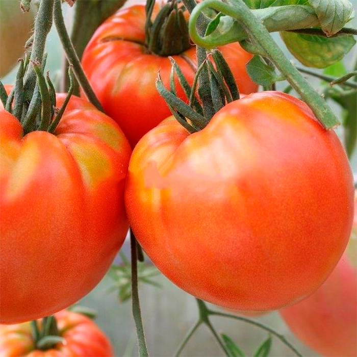 Насіння середньораннього томата «Мікадо» рожевий 0,1 г