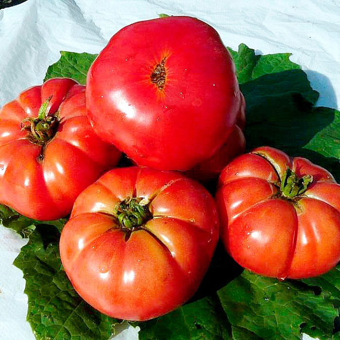 Насіння середньостиглого томата «Мільйонер» 0,1 г