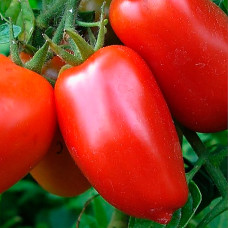 Насіння середньостиглого томата «Перцевидний» 0,1 г