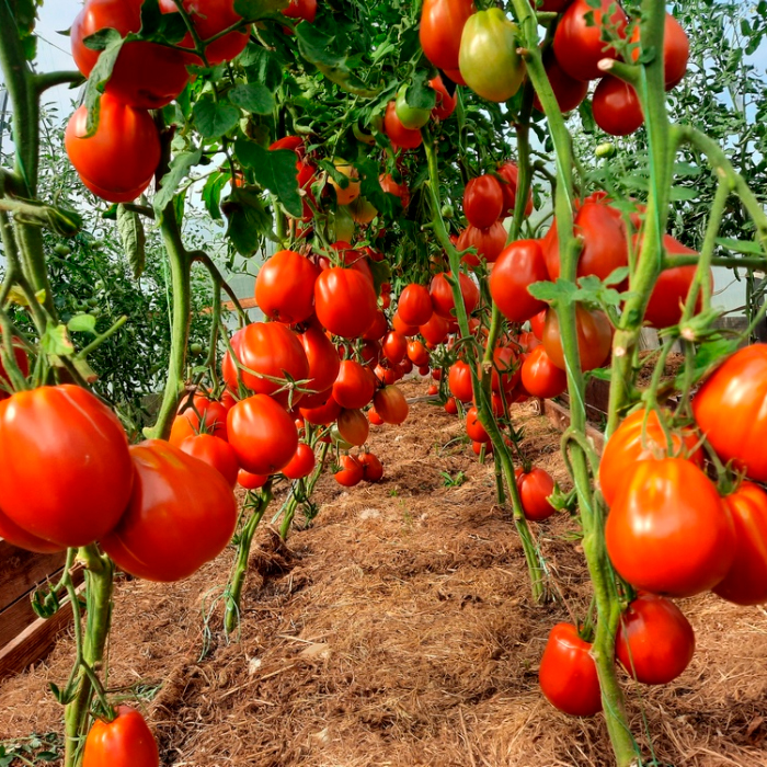 Насіння ранньостиглого томата «Пузата хата» 0,1 г