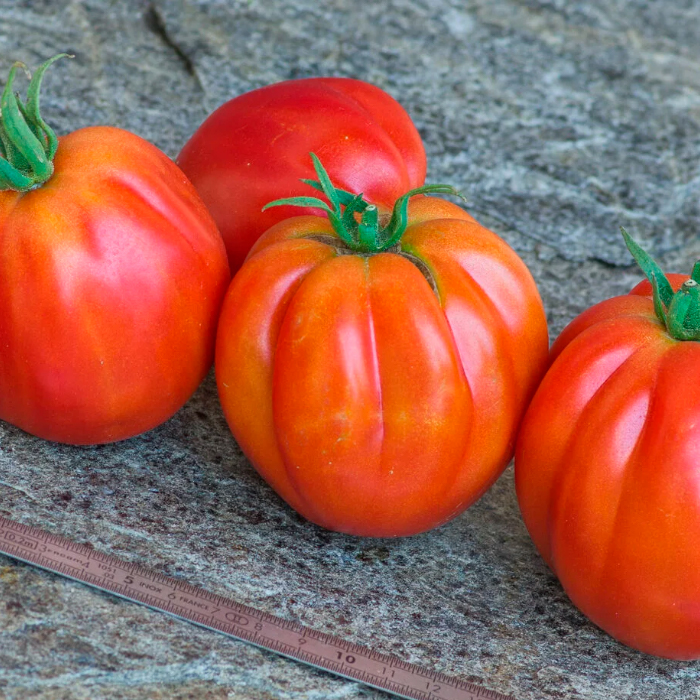 Насіння ранньостиглого томата «Пузата хата» 0,1 г