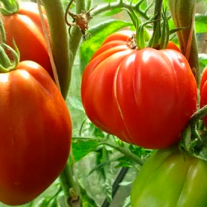 Насіння ранньостиглого томата «Пузата хата» 0,1 г