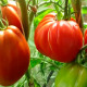 Насіння ранньостиглого томата «Пузата хата» 0,1 г