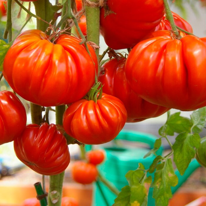 Насіння ранньостиглого томата «Пузата хата» 0,1 г