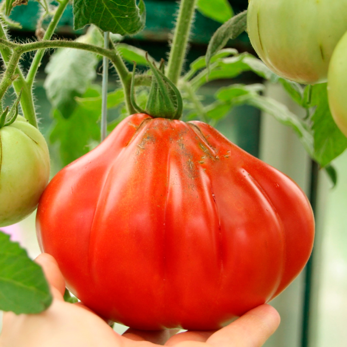 Насіння ранньостиглого томата «Пузата хата» 0,1 г