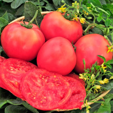 Насіння середньораннього томата «Рожевий гігант» 0,2 г