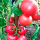 Насіння середньораннього томата «Рожевий гігант» 0,2 г