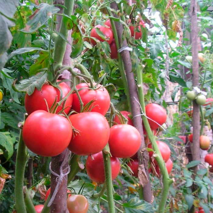 Насіння середньораннього томата «Рожевий гігант» 0,2 г