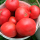 Насіння середньораннього томата «Рожевий гігант» 0,2 г