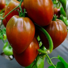 Насіння середньостиглого томата «Шоколадне серце» 0,1 г