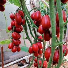 Насіння середньораннього томата «Шоколадний зайчик» 0,1 г