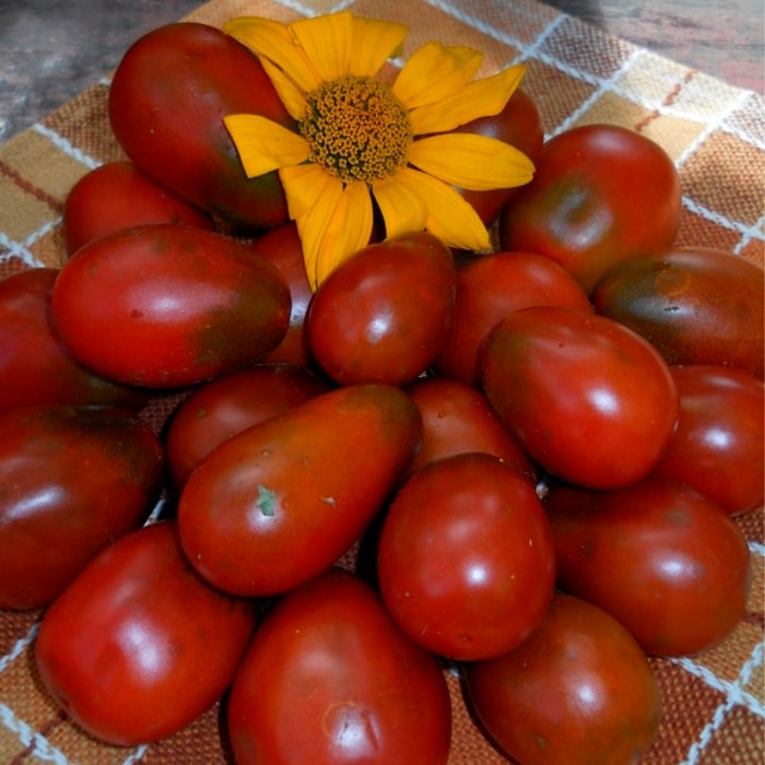 Насіння середньораннього томата «Шоколадний зайчик» 0,1 г