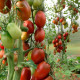 Насіння середньораннього томата «Шоколадний зайчик» 0,1 г