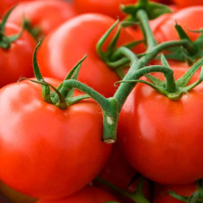 Насіння ранньостиглого томата «Унікальний» 0,1 г