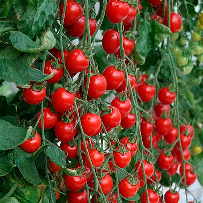 Насіння ранньостиглого томата «Вишневий коктейль» 0,1 г