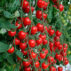 Насіння ранньостиглого томата «Вишневий коктейль» 0,1 г