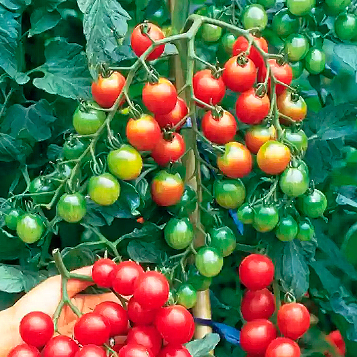 Насіння ранньостиглого томата «Вишневий коктейль» 0,1 г