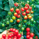 Насіння ранньостиглого томата «Вишневий коктейль» 0,1 г